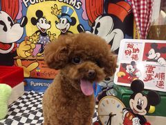 -Pets First伊珊娜洗护·精致美容·家庭式寄养(新会路店)