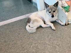 -安安宠医·安宠宠物医院