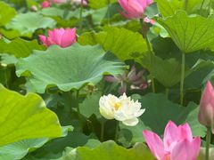 -尚湖风景区