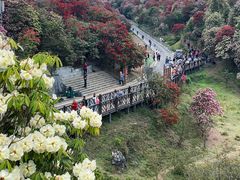 -贵州百里杜鹃风景名胜区