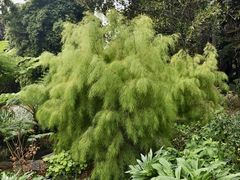 -墨尔本皇家植物园
