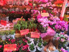 -越秀西湖花市(广州城市广场花卉店)