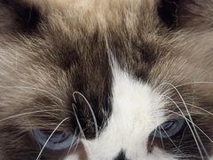 -宠颐生宠物医院·异宠猫科内科·诊疗中心宠巢店