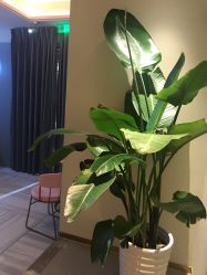 点击看大图 -苑苑vbeauty科技美容SPA