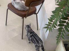 -共舞时光猫咖·狗咖(新街口店)