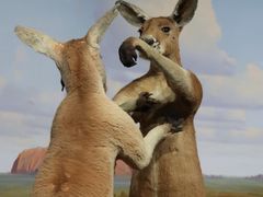 -陕西自然博物馆