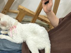 -楼上猫咖(罗湖店)