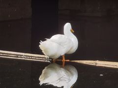 -广州兰圃