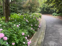-上海滨江森林公园