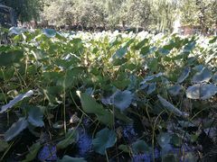 -静之湖湖畔餐厅