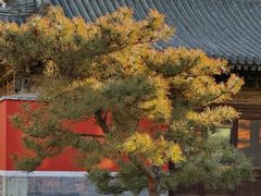 -嵩祝寺及智珠寺