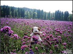 -紫海香堤香草艺术庄园