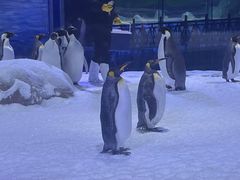 -长沙湘江欢乐雪域