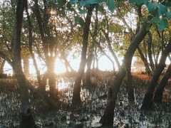 -宝安西湾红树林湿地公园