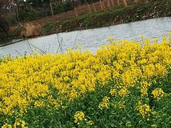 -喜杨洋草莓采摘园