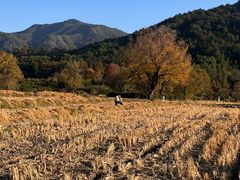 -塔川景区