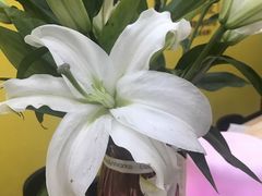 -杨梅红艺术教育(西湖万达校区)