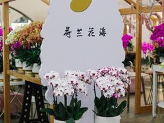 -荷兰花海