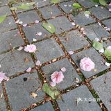 我心目中的仙林韩料第一名！性价比拉满！