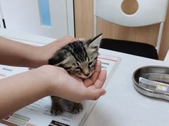 -瑞派长江宠物医院·猫科·外科·24小时夜护(谊城公寓分院)