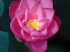 -洪湖生态旅游区