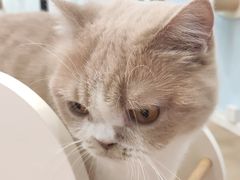 -1013 PET SHOP 宠物商店(近铁城市广场店)