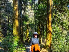 -天目山大树王景区