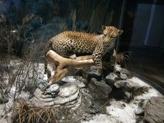 -陕西自然博物馆