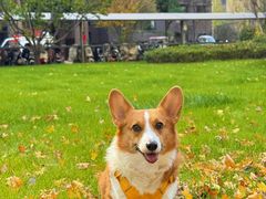 -心仪动物医院·牙专科·肿瘤·心脏科(西客站院)