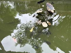 -顺峰山公园