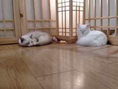 -猫にゃん · 猫的隐藏屋猫咖(麦地旗舰店)