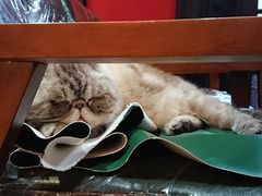 -猫色咖啡·猫咖
