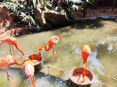 -海南热带野生动植物园