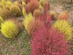 -野鸭湖国家湿地公园