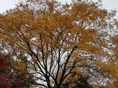 -杭州半山国家森林公园