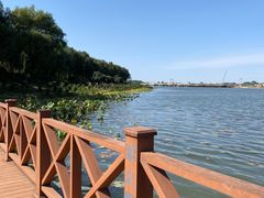 -丁香湖公园