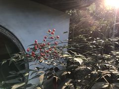 -秋霞圃