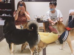 -逗柴咖啡屋·狗咖猫咖宠物桌游