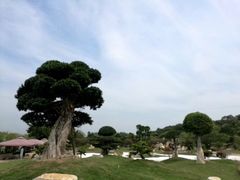 -丹樱生态园