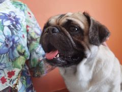 -喜柴咖啡·柴犬狗咖
