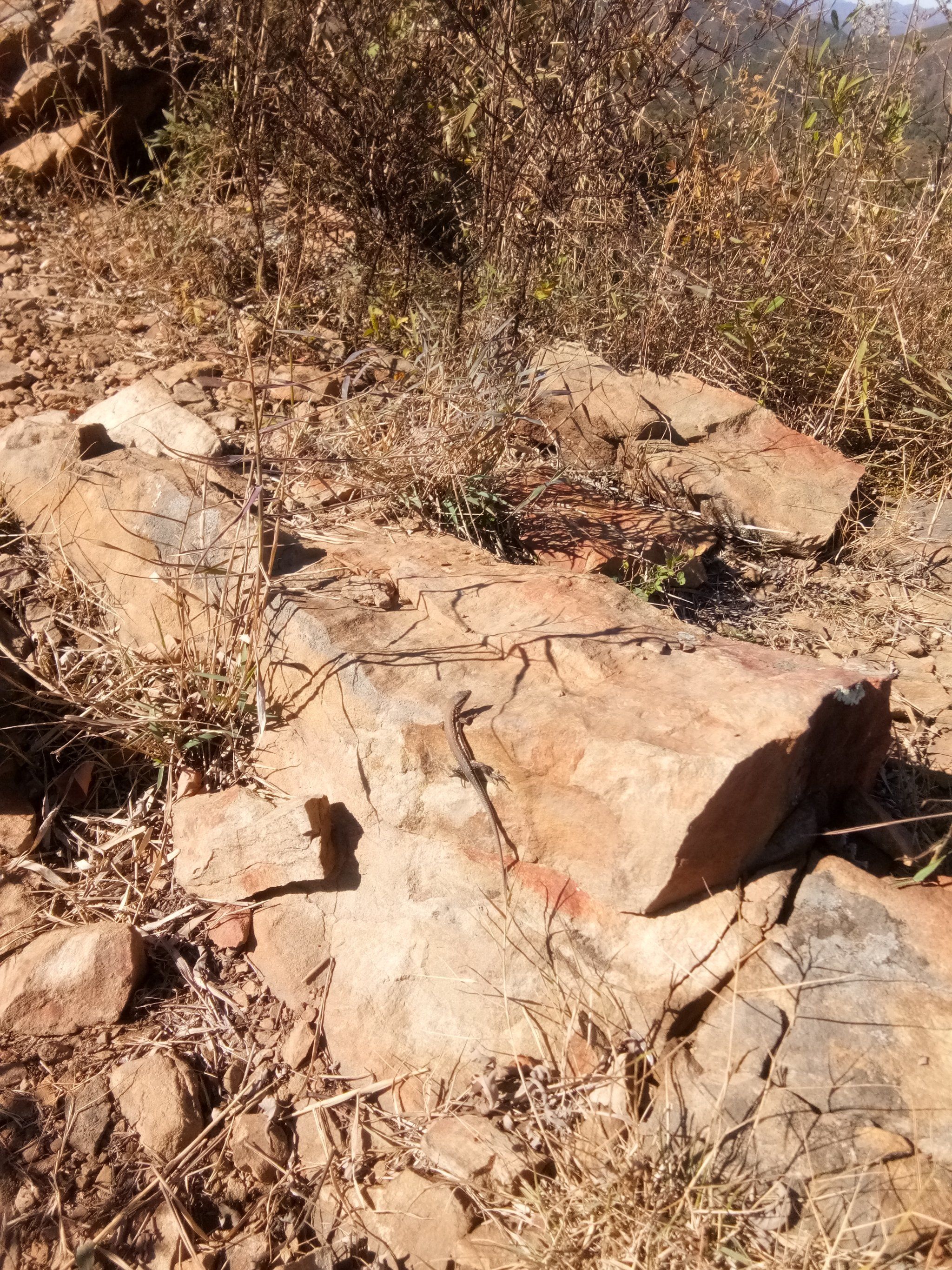 隐藏在石块上的小动物