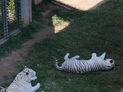 -石家庄市动物园