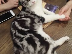 -共舞时光猫咖·狗咖(新街口店)