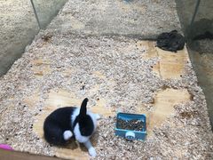 -龟与熊猫宠物公园(南坪店)