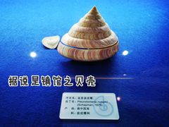 -贝壳王国博物馆