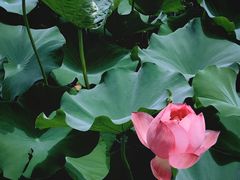 -上海共青森林公园