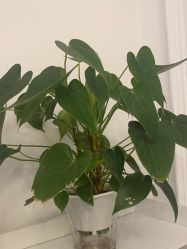 -香秀空间科技抗衰·美容中心