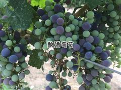 -源石酒庄