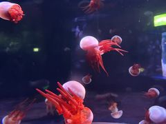 -欢乐海岸海洋奇梦馆