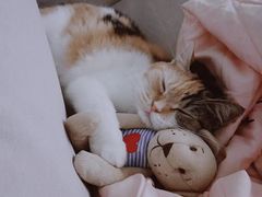 -Bastet sally猫舍购宠(静安店)